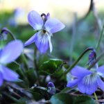 Прекрасный цветок в моем рассаднике