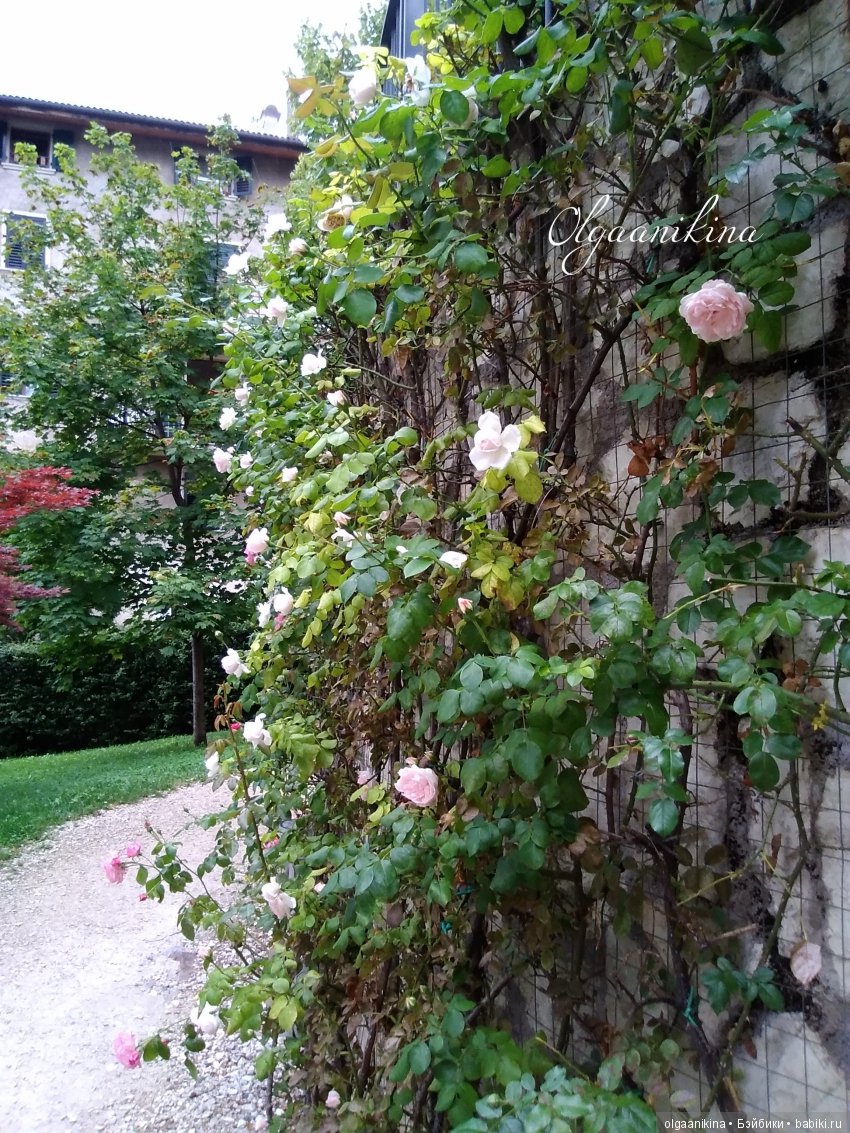 Растут ли Розы в Альпах — Куклы Dollshe Craft (Доллше): BJD (БЖД)