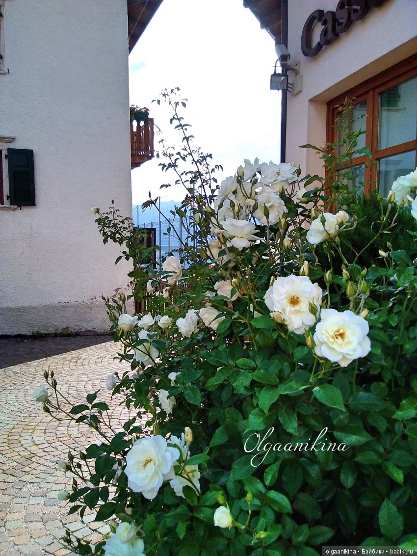 Растут ли Розы в Альпах — Куклы Dollshe Craft (Доллше): BJD (БЖД)