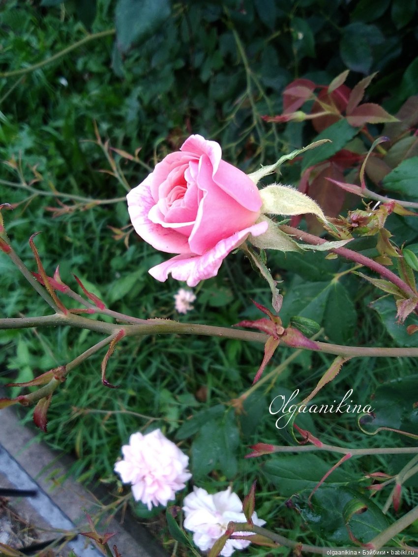 Растут ли Розы в Альпах — Куклы Dollshe Craft (Доллше): BJD (БЖД)