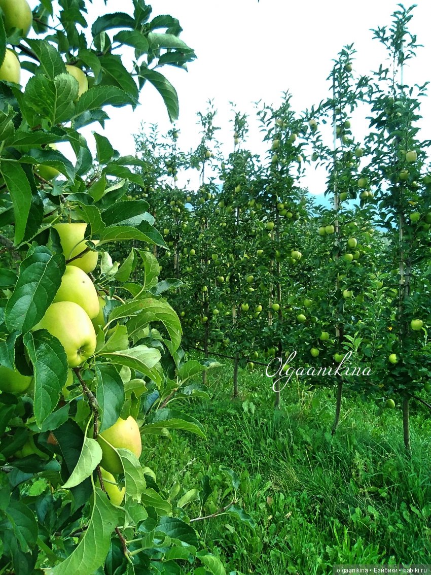 Растут ли Розы в Альпах — Куклы Dollshe Craft (Доллше): BJD (БЖД)