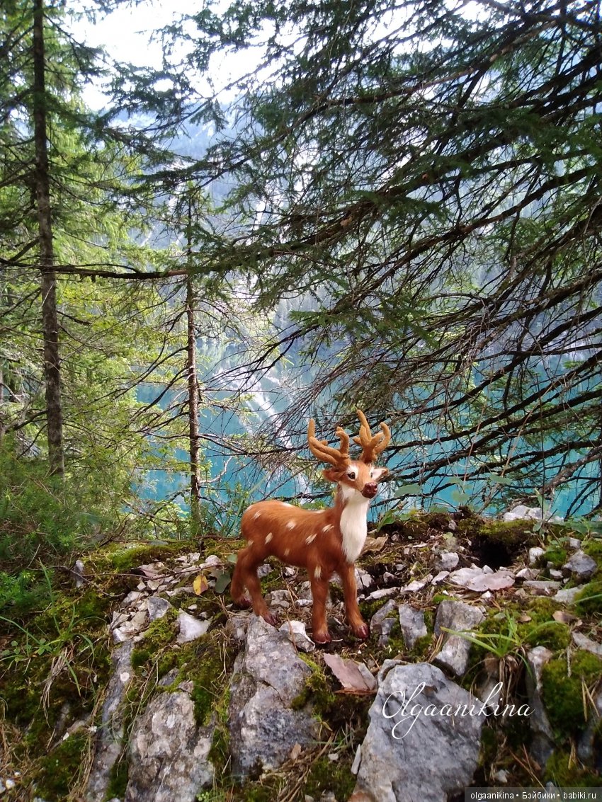 Растут ли Розы в Альпах — Куклы Dollshe Craft (Доллше): BJD (БЖД)