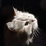 Когда уходит дорогое существо...