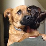 25 причин, почему не следует заводить собаку (автор - Галина Исакова)