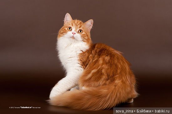 Хочу котенка — Болталка и разговоры обо всем: жизнь