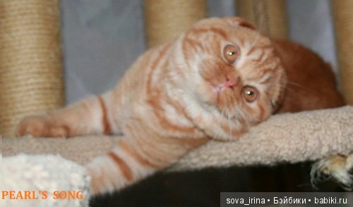 Хочу котенка — Болталка и разговоры обо всем: жизнь