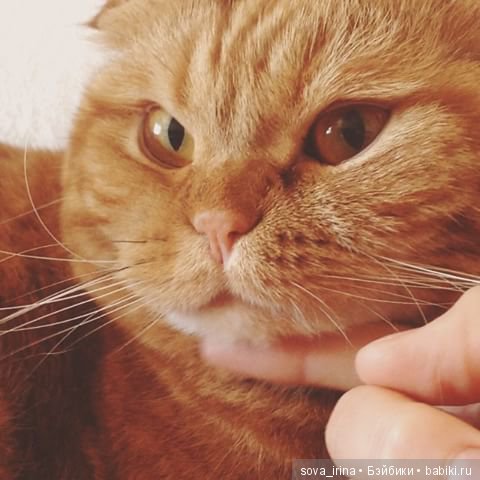 Хочу котенка — Болталка и разговоры обо всем: жизнь