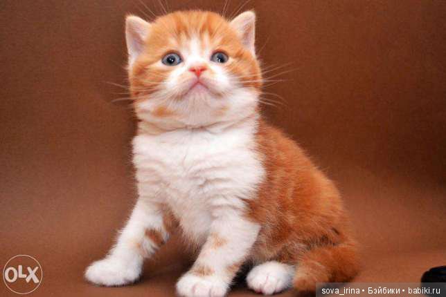 Хочу котенка — Болталка и разговоры обо всем: жизнь