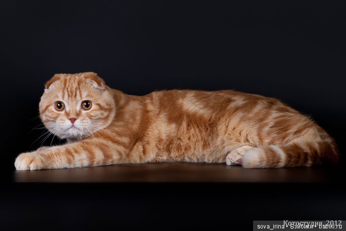 Хочу котенка — Болталка и разговоры обо всем: жизнь