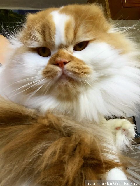 Хочу котенка — Болталка и разговоры обо всем: жизнь (фото 10)