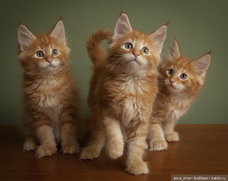 Хочу котенка — Болталка и разговоры обо всем: жизнь (фото 8)