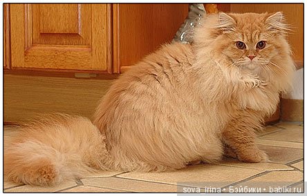 Хочу котенка — Болталка и разговоры обо всем: жизнь