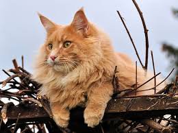 Хочу котенка — Болталка и разговоры обо всем: жизнь (фото 6)