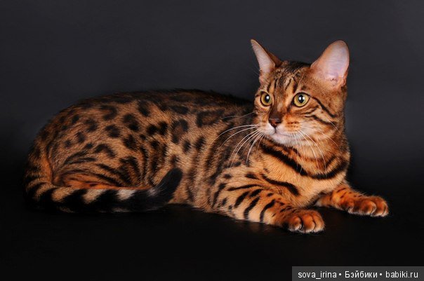 Хочу котенка — Болталка и разговоры обо всем: жизнь (фото 2)