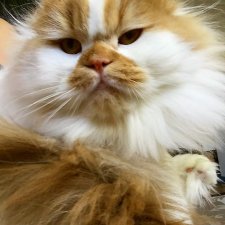 Хочу котенка