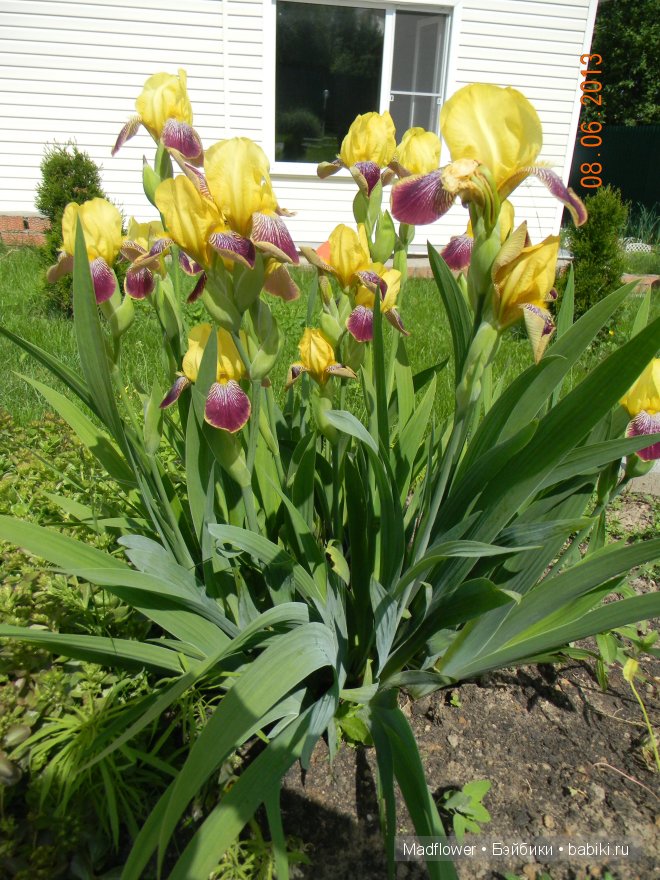 Шанталь (Gotz and Steiff)