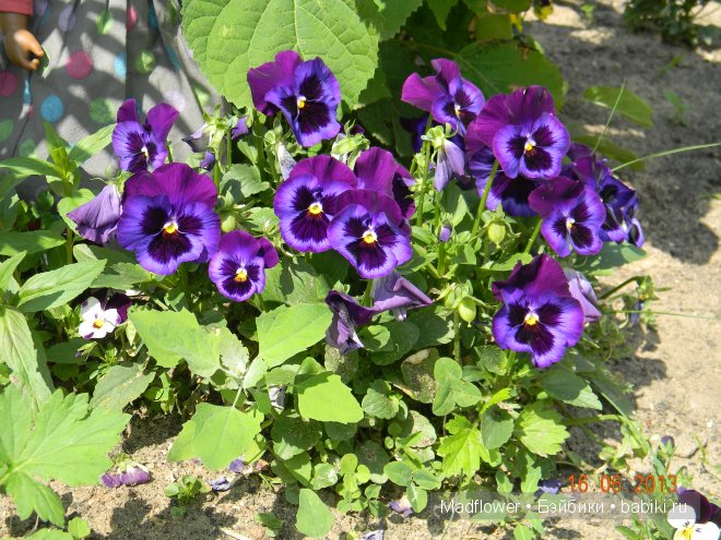Week-end с Лелети (Leleti). Клубная малышка Annette Himstedt (фото 7)