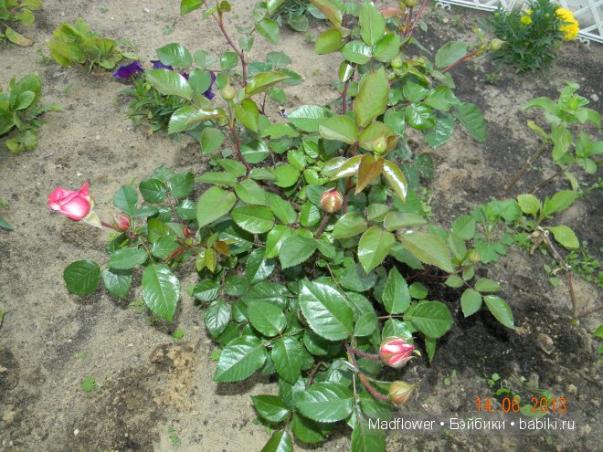 Week-end с Лелети (Leleti). Клубная малышка Annette Himstedt (фото 6)