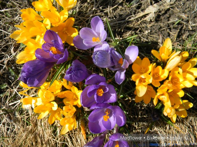 Триллер. Марта, Цвергназе, коллекция 2008 (фото 6)