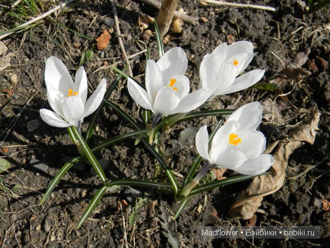 Триллер. Марта, Цвергназе, коллекция 2008 (фото 7)