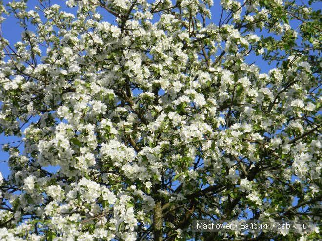 "Ветка сирени" - милый сердцу дар (фото 5)