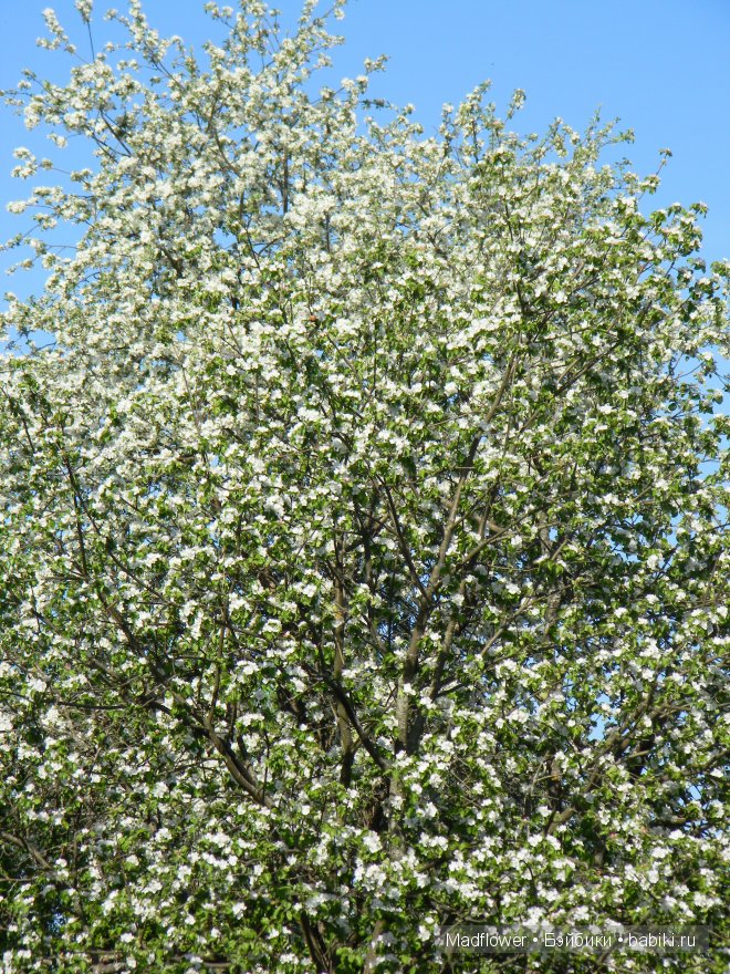 "Ветка сирени" - милый сердцу дар (фото 4)