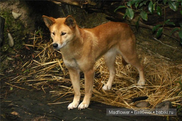 Первый снег (Руби, Мэддисон, Тед, шарнирные куклы Лиз Фрост) (фото 7)