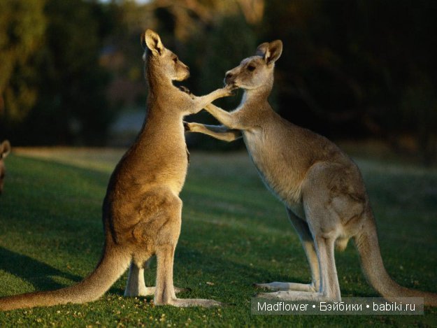 Первый снег (Руби, Мэддисон, Тед, шарнирные куклы Лиз Фрост) (фото 5)