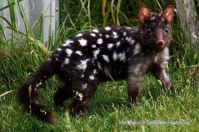 Первый снег (Руби, Мэддисон, Тед, шарнирные куклы Лиз Фрост) (фото 8)