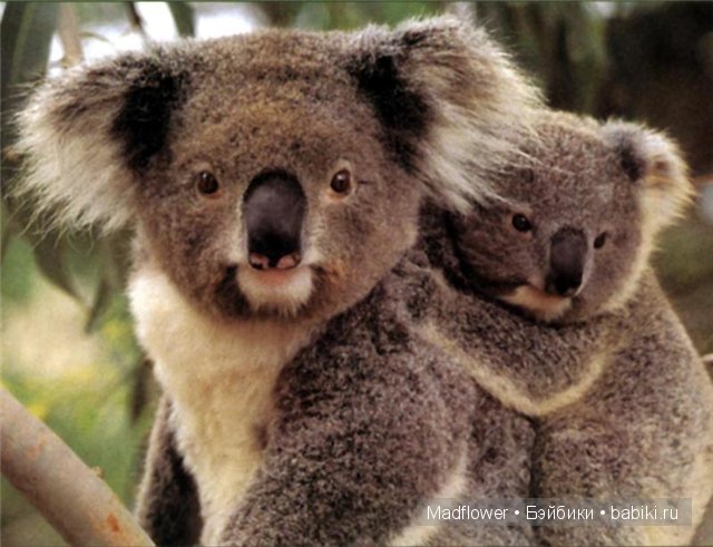 Первый снег (Руби, Мэддисон, Тед, шарнирные куклы Лиз Фрост) (фото 6)