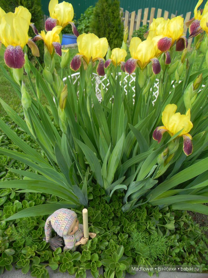 Вовка и компания (БЖД Ino Irrealdoll, Ellemeno Nikki Britt, Pukifee Fairyland) | Бэйбики Вовка и компания (БЖД Ino Irrealdoll, Ellemeno Nikki Britt, Pukifee Fairyland)