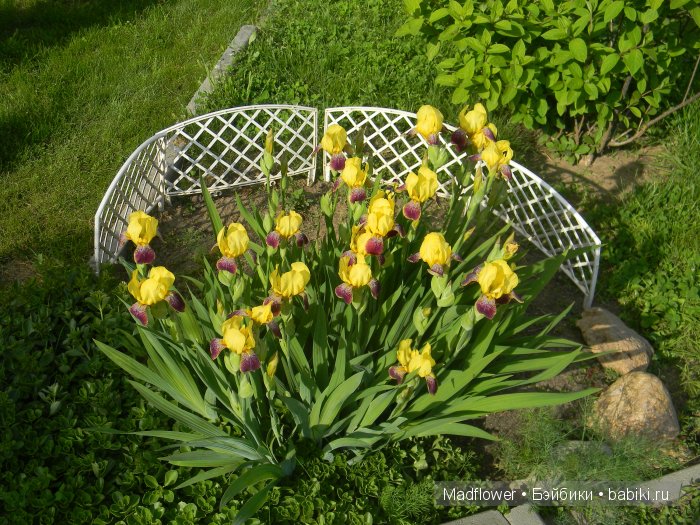 Вовка и компания (БЖД Ino Irrealdoll, Ellemeno Nikki Britt, Pukifee Fairyland) | Бэйбики Вовка и компания (БЖД Ino Irrealdoll, Ellemeno Nikki Britt, Pukifee Fairyland)