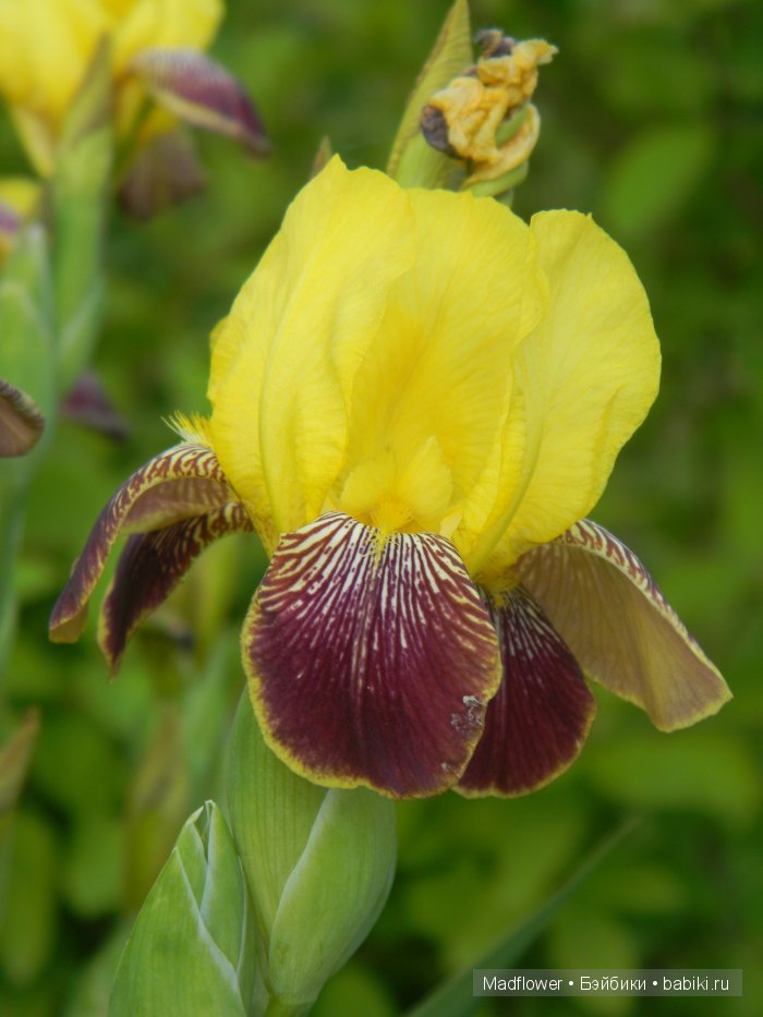 Вовка и компания (БЖД Ino Irrealdoll, Ellemeno Nikki Britt, Pukifee Fairyland) | Бэйбики Вовка и компания (БЖД Ino Irrealdoll, Ellemeno Nikki Britt, Pukifee Fairyland)