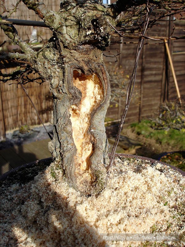 Бонсай (Bonsai). Миниатюра КрисГайс (ChrisGuise)