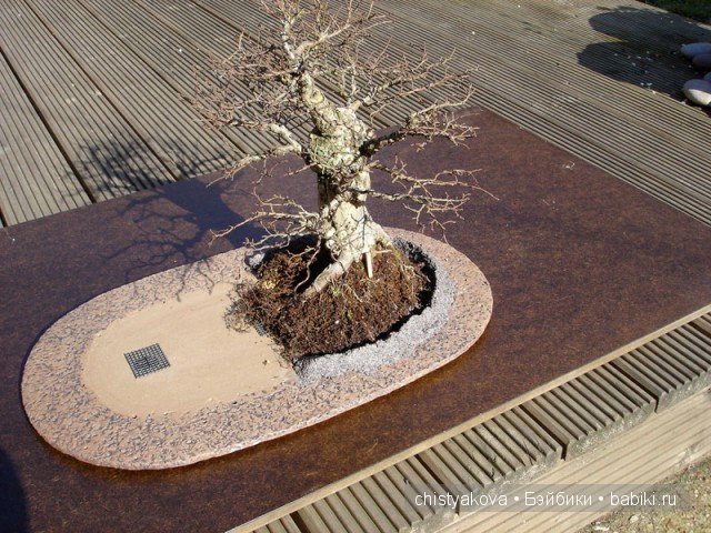 Бонсай (Bonsai). Миниатюра КрисГайс (ChrisGuise)