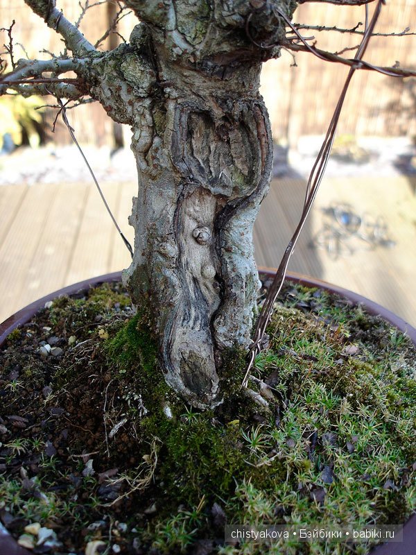 Бонсай (Bonsai). Миниатюра КрисГайс (ChrisGuise)