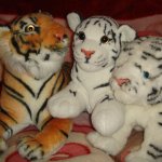 Мое тигриное семеейство