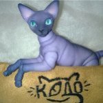 Переноска для шарнирного кота