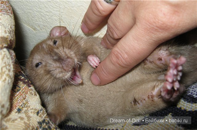 Невероятно, но факт | Бэйбики Невероятно, но факт — Интересное и необычное: фотоподборки