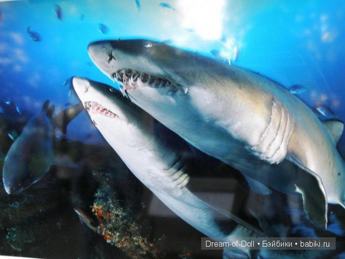 Невероятно, но факт | Бэйбики Невероятно, но факт — Интересное и необычное: фотоподборки (фото 10)