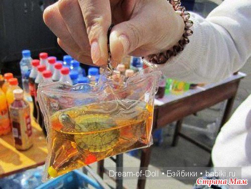 Невероятно, но факт | Бэйбики Невероятно, но факт — Интересное и необычное: фотоподборки