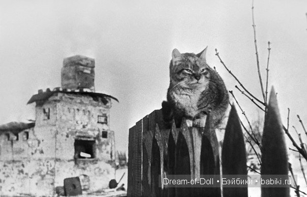 Мяукающая дивизия — Интересное и необычное: фотоподборки (фото 9)