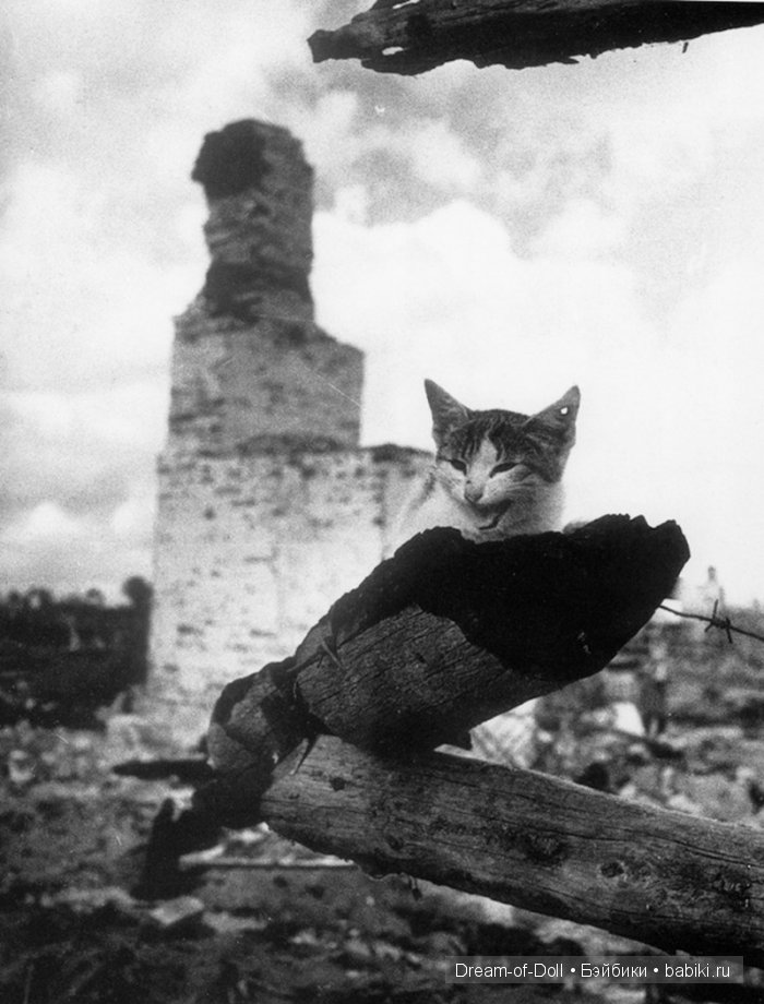 Мяукающая дивизия — Интересное и необычное: фотоподборки (фото 3)