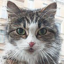 Мяукающая дивизия