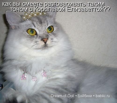 Веселая пятница: кошки против собак