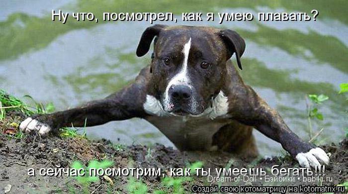 Веселая пятница: кошки против собак