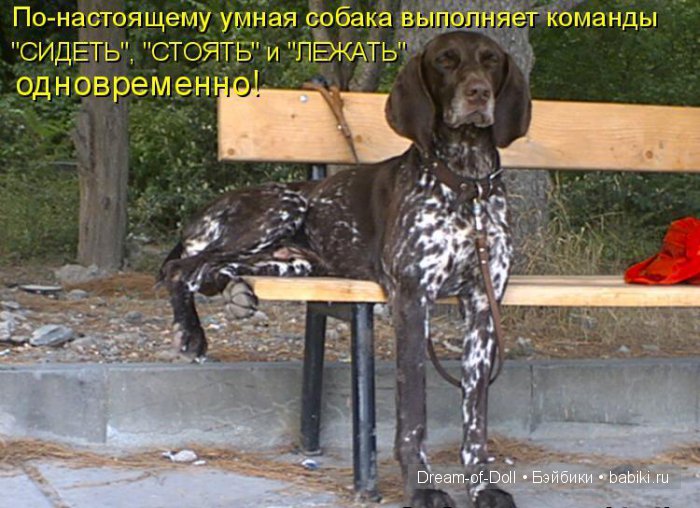 Веселая пятница: кошки против собак