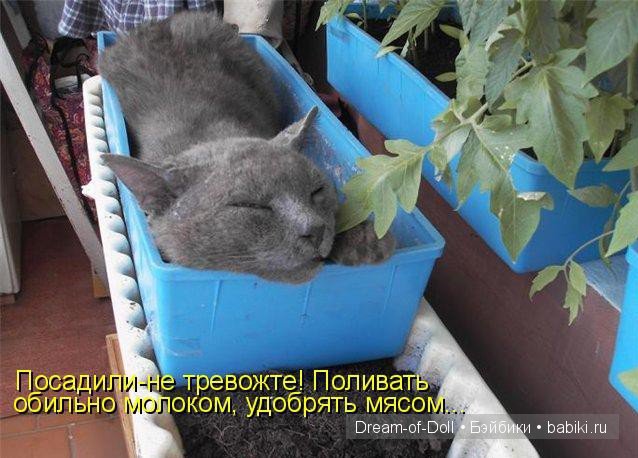 Веселая пятница: кошки против собак