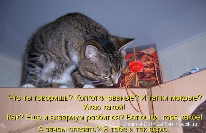 Веселая пятница: кошки против собак