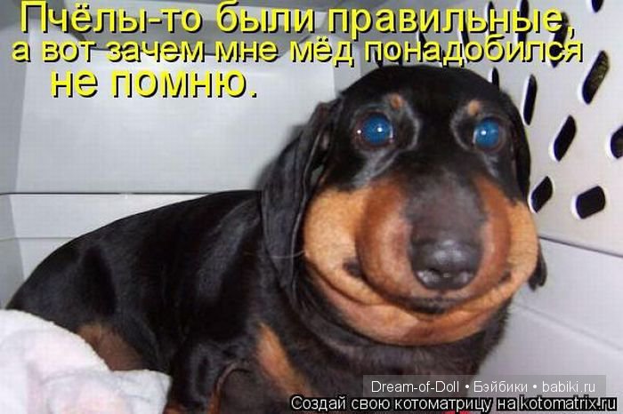 Веселая пятница: кошки против собак